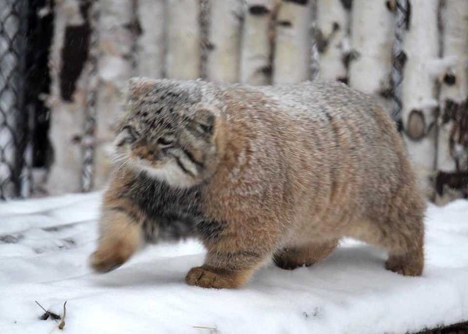 pipeline-cat-chonk.jpeg