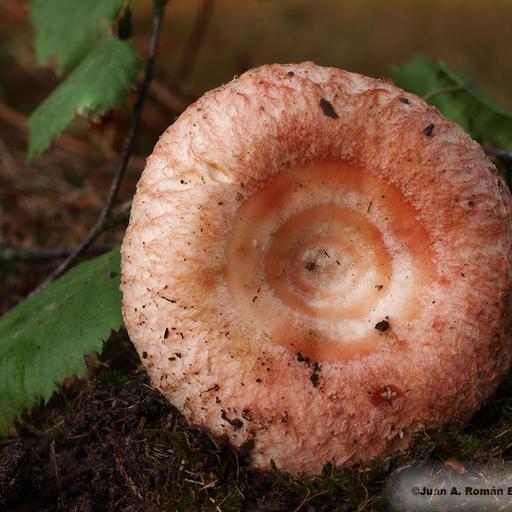 Lactarius torminosus 6 fp.jpg