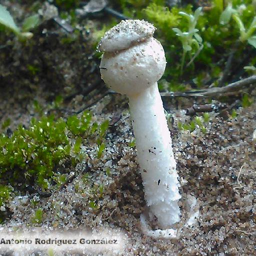 Amanita torrendii 8 fp.jpg