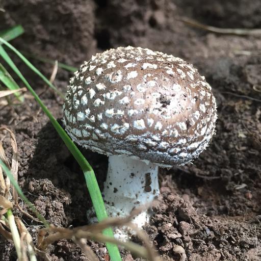 Amanita pantherina 11 wf.jpg