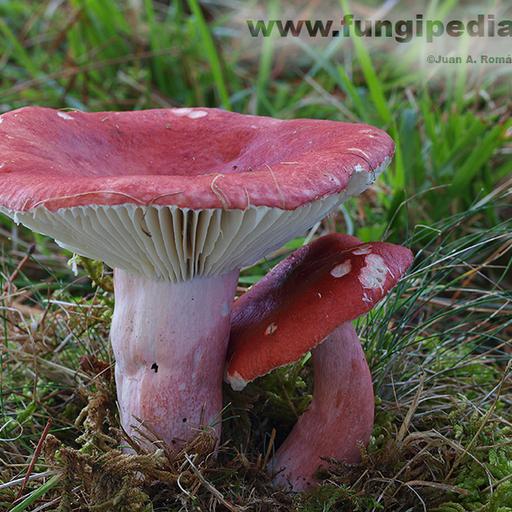 Russula sanguinea 5 fp.jpg