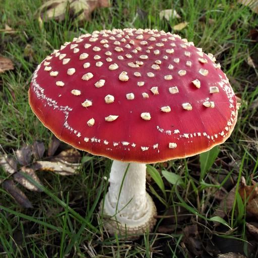 Amanita muscaria 1 wf.jpg