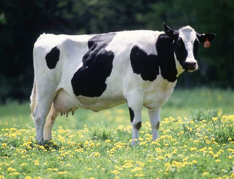 cow.jpeg