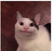 cat.png