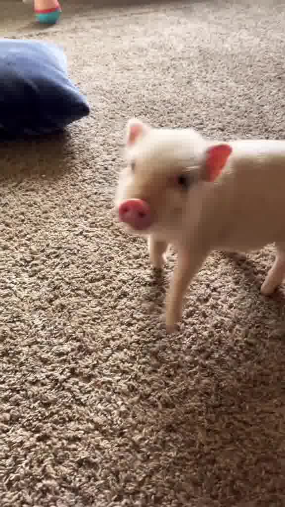 pig.jpg