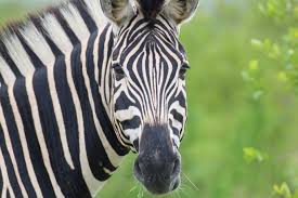 zebra.jpg