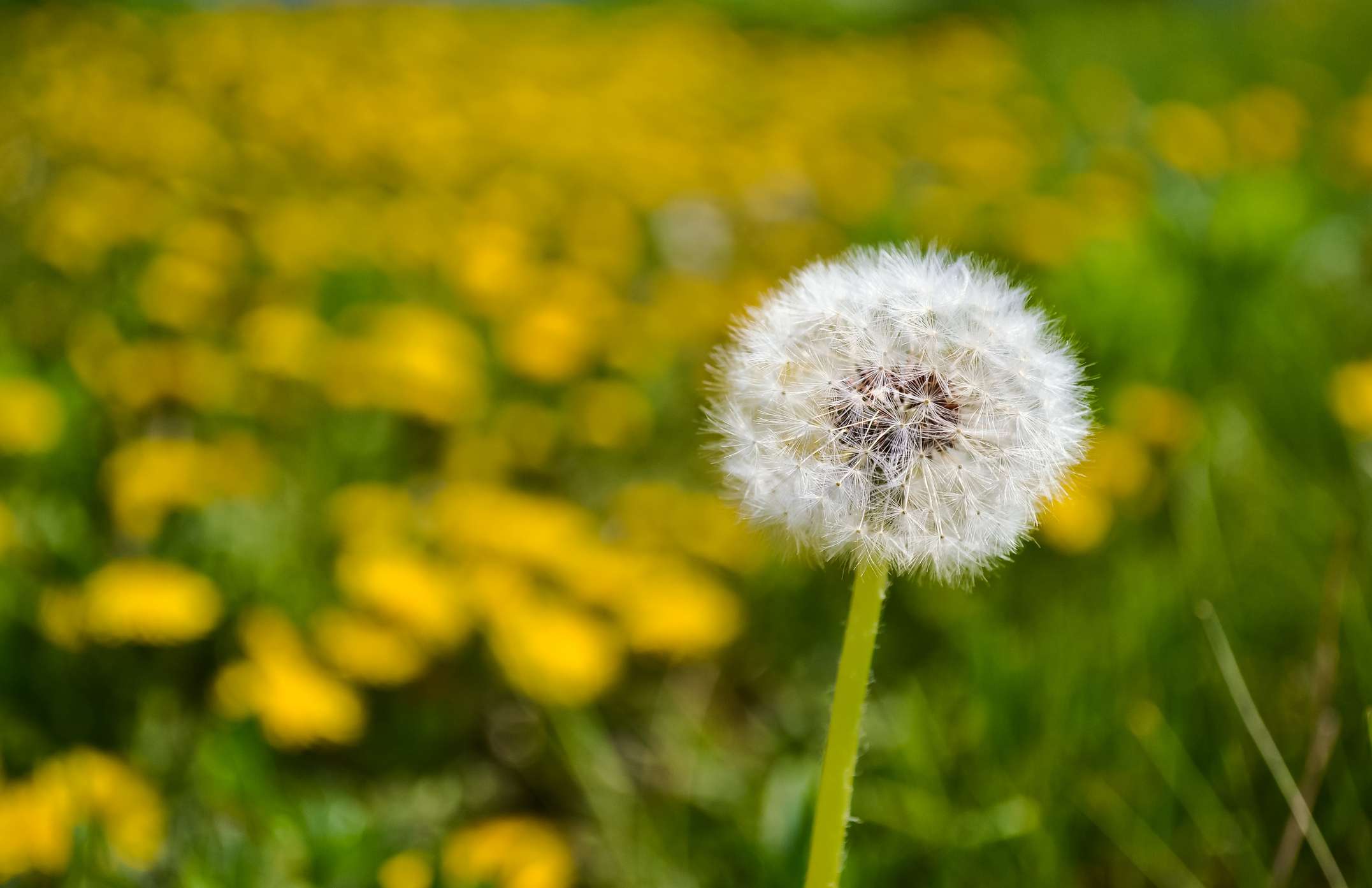 dandelion.jpg