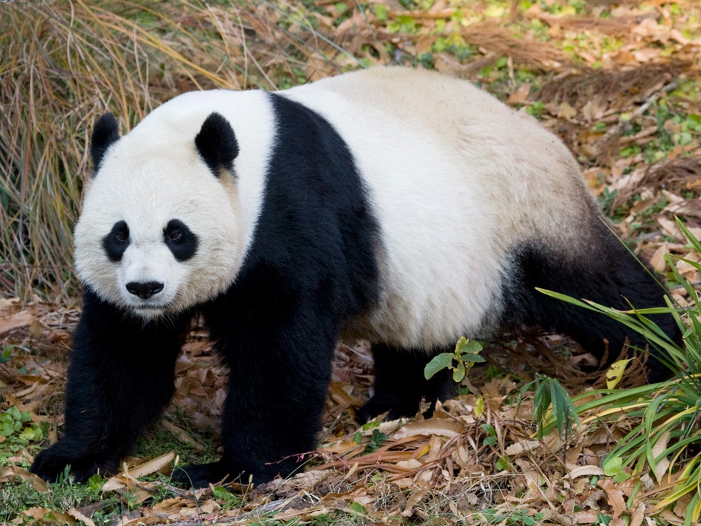 mei-xiang-giant-panda.jpg