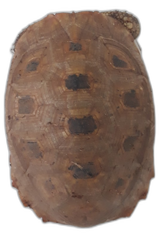 2 carapace.png