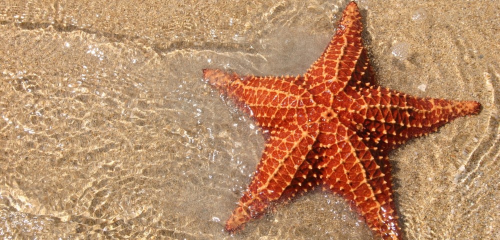 starfish.jpg